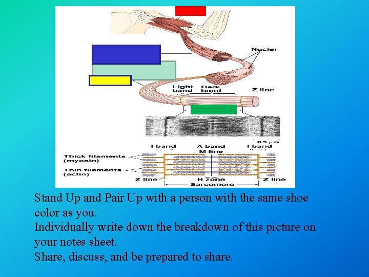 Stand Up and Pair Up with a person with the same shoe color as