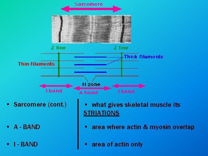  • Sarcomere (cont. ) • what gives skeletal muscle its STRIATIONS • A