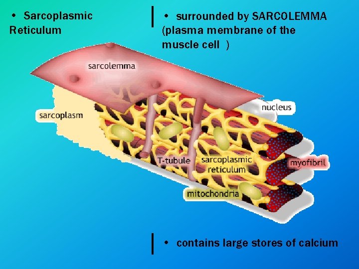 • Sarcoplasmic Reticulum • surrounded by SARCOLEMMA (plasma membrane of the muscle cell