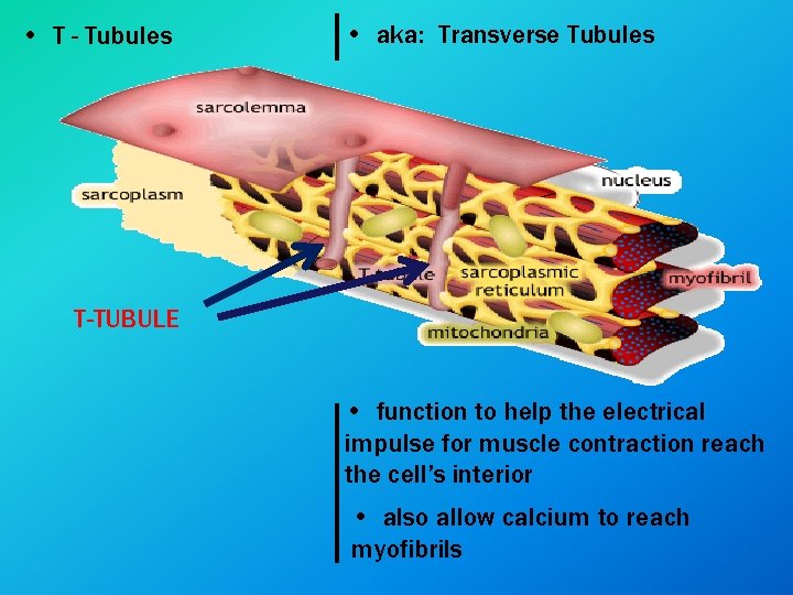  • T - Tubules • aka: Transverse Tubules T-TUBULE • function to help