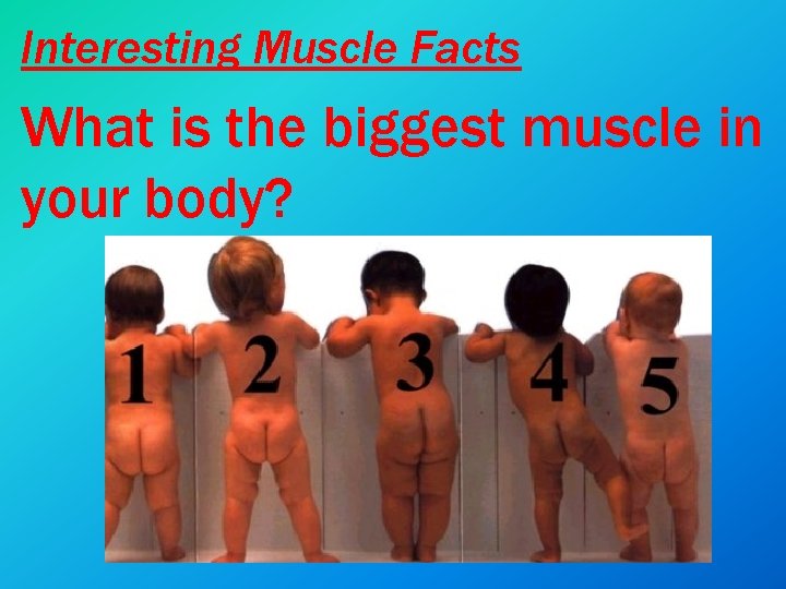 Interesting Muscle Facts What is the biggest muscle in your body? 