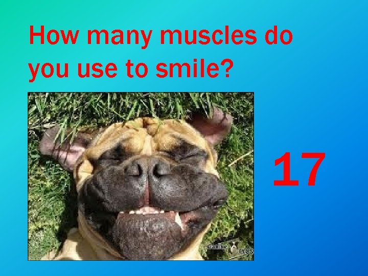 How many muscles do you use to smile? 17 