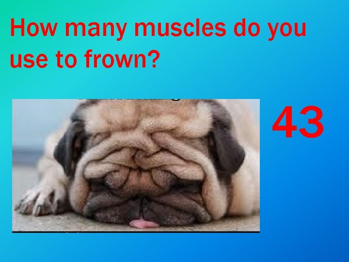 How many muscles do you use to frown? 43 