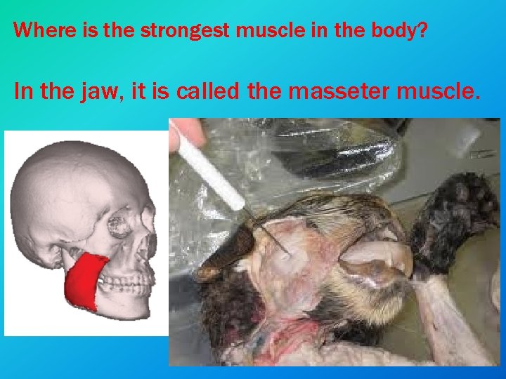 Where is the strongest muscle in the body? In the jaw, it is called