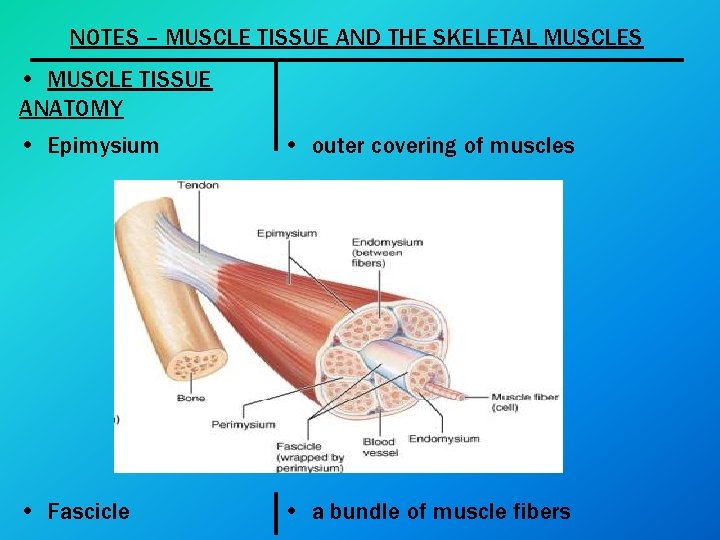 NOTES – MUSCLE TISSUE AND THE SKELETAL MUSCLES • MUSCLE TISSUE ANATOMY • Epimysium