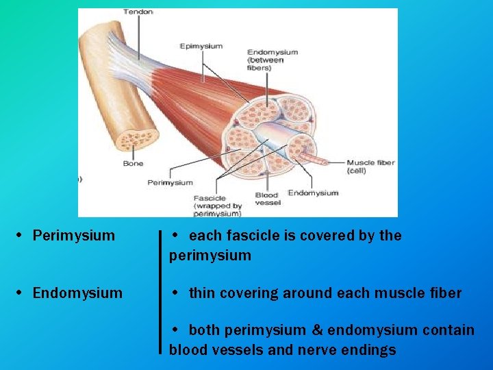  • Perimysium • each fascicle is covered by the perimysium • Endomysium •