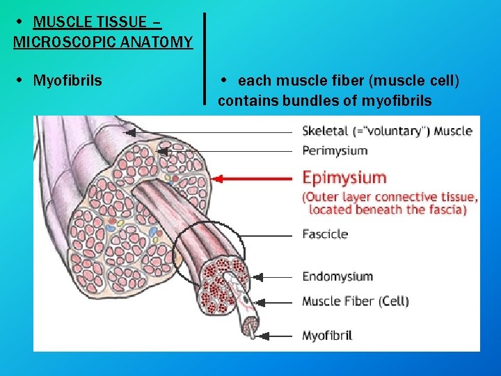  • MUSCLE TISSUE – MICROSCOPIC ANATOMY • Myofibrils • each muscle fiber (muscle