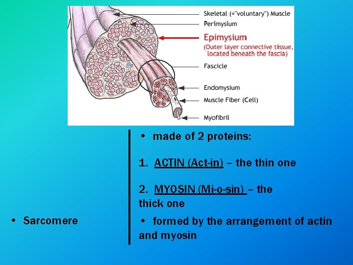  • made of 2 proteins: 1. ACTIN (Act-in) – the thin one 2.