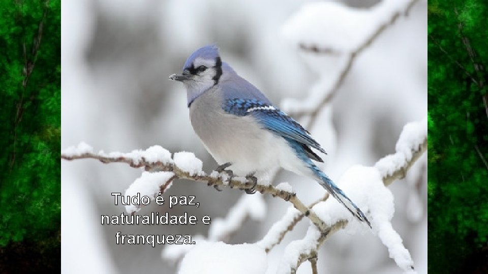 Tudo é paz, naturalidade e franqueza. 