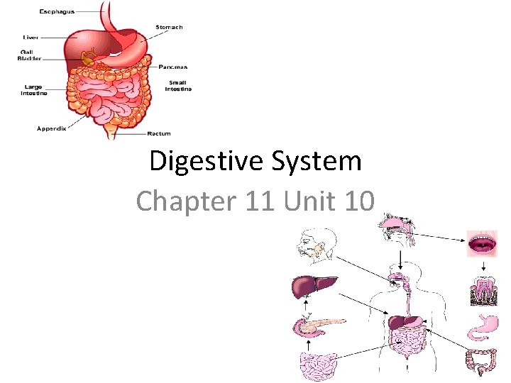 Digestive System Chapter 11 Unit 10 