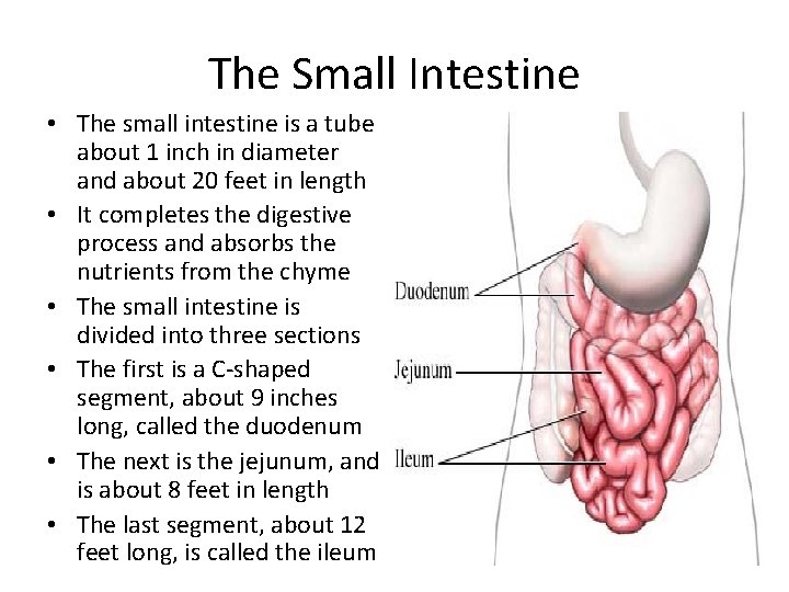 The Small Intestine • The small intestine is a tube about 1 inch in