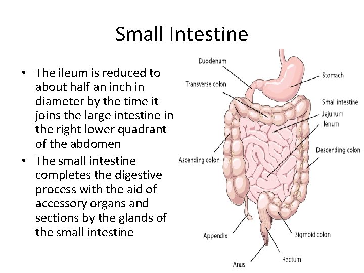 Small Intestine • The ileum is reduced to about half an inch in diameter