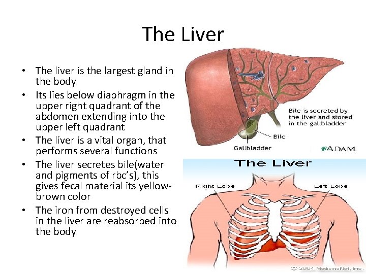 The Liver • The liver is the largest gland in the body • Its