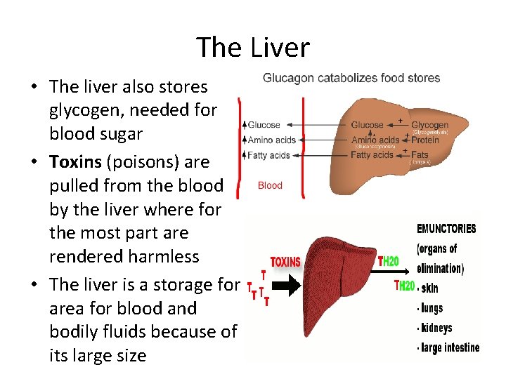 The Liver • The liver also stores glycogen, needed for blood sugar • Toxins