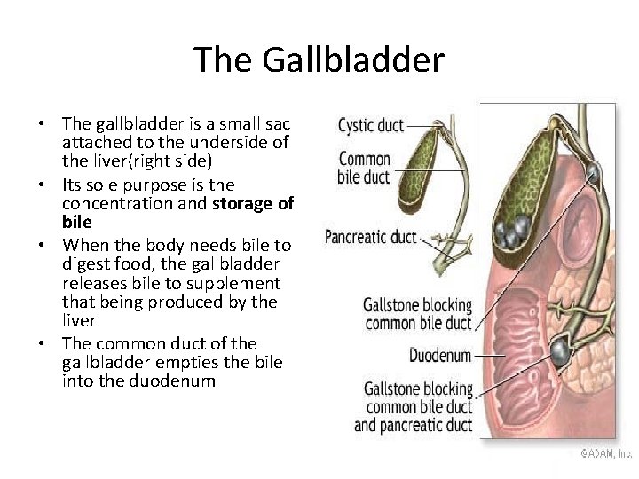 The Gallbladder • The gallbladder is a small sac attached to the underside of