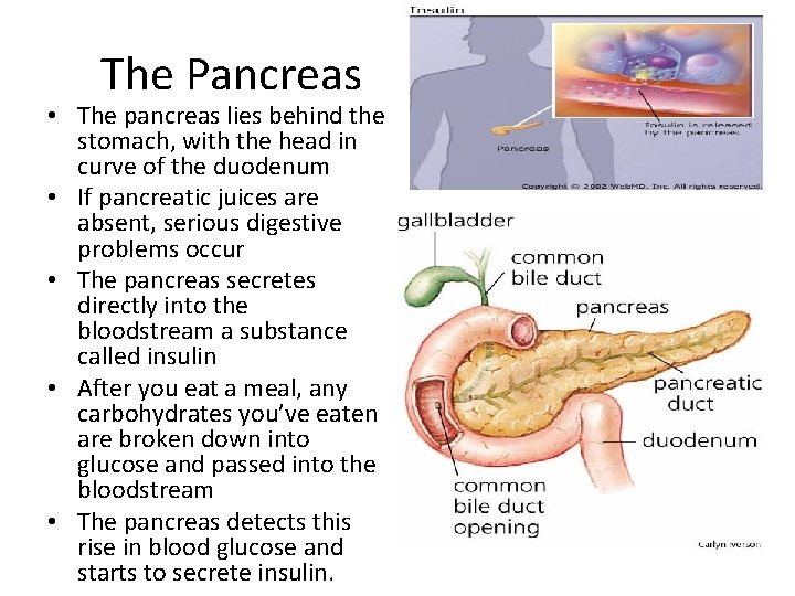 The Pancreas • The pancreas lies behind the stomach, with the head in curve