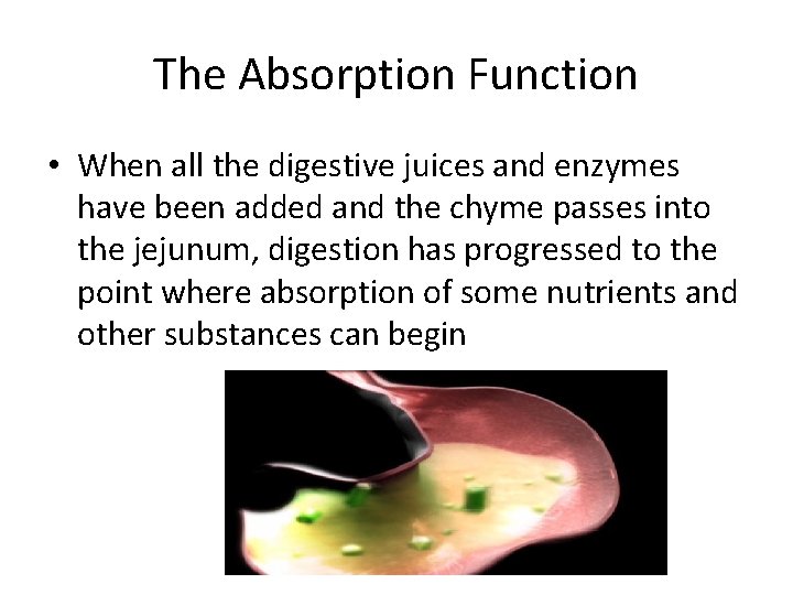 The Absorption Function • When all the digestive juices and enzymes have been added