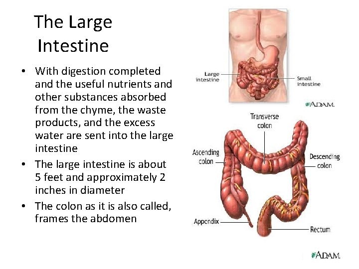 The Large Intestine • With digestion completed and the useful nutrients and other substances