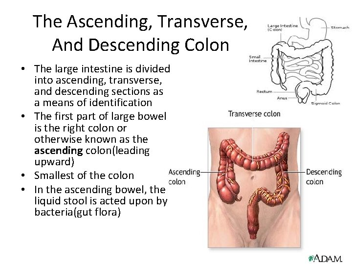 The Ascending, Transverse, And Descending Colon • The large intestine is divided into ascending,