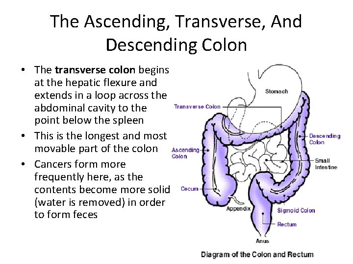 The Ascending, Transverse, And Descending Colon • The transverse colon begins at the hepatic