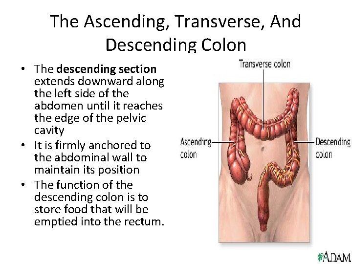 The Ascending, Transverse, And Descending Colon • The descending section extends downward along the