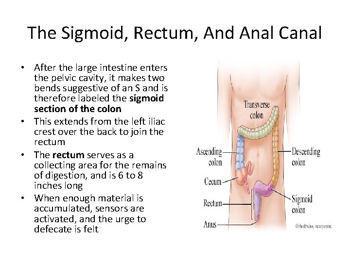 The Sigmoid, Rectum, And Anal Canal • After the large intestine enters the pelvic