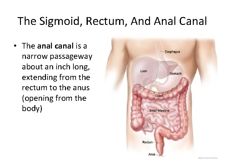 The Sigmoid, Rectum, And Anal Canal • The anal canal is a narrow passageway