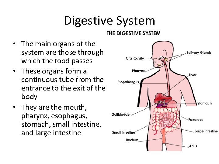 Digestive System • The main organs of the system are those through which the