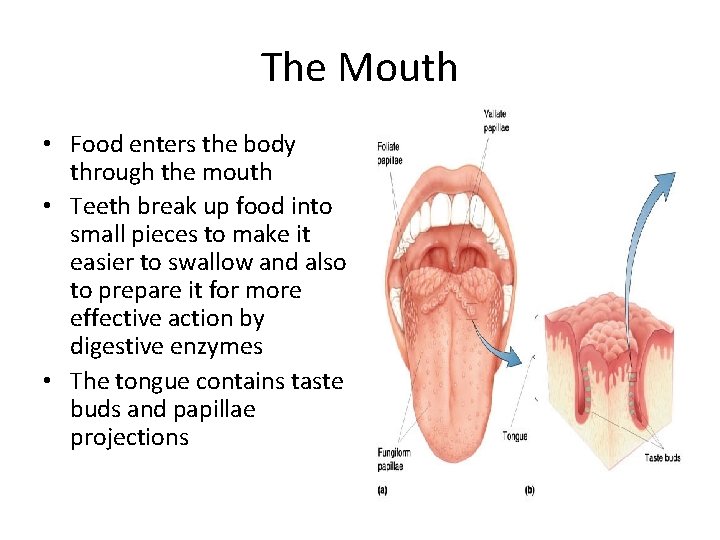 The Mouth • Food enters the body through the mouth • Teeth break up