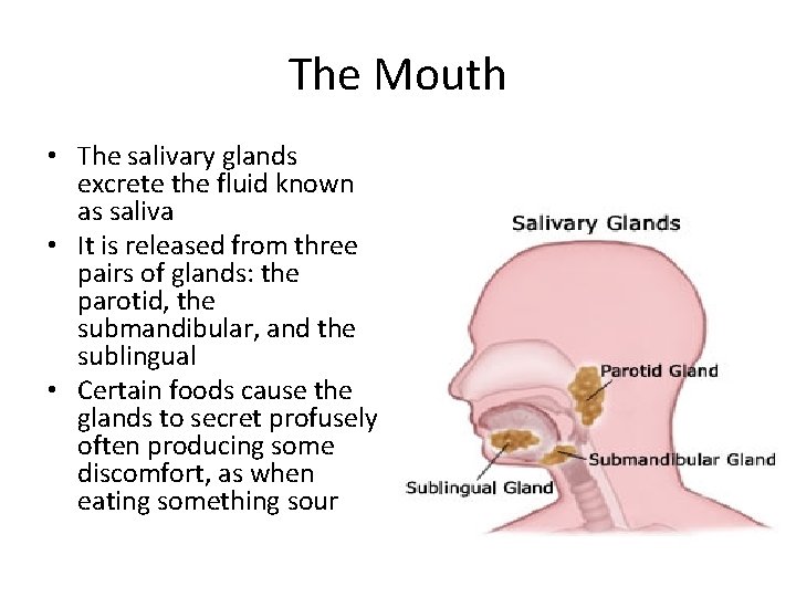 The Mouth • The salivary glands excrete the fluid known as saliva • It