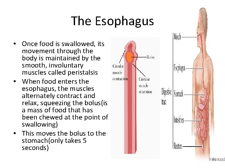 The Esophagus • Once food is swallowed, its movement through the body is maintained