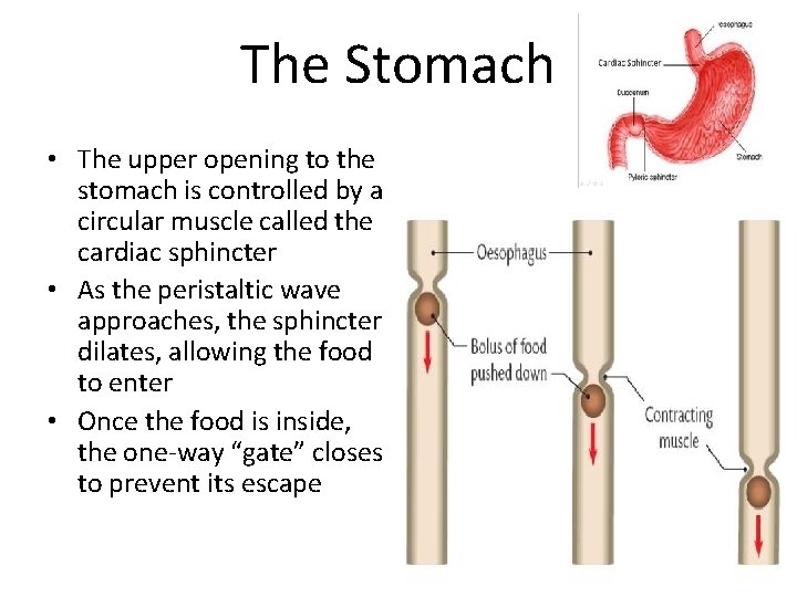 The Stomach • The upper opening to the stomach is controlled by a circular