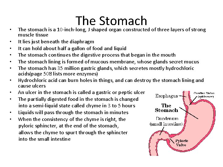  • • • The Stomach The stomach is a 10 -inch-long, J shaped