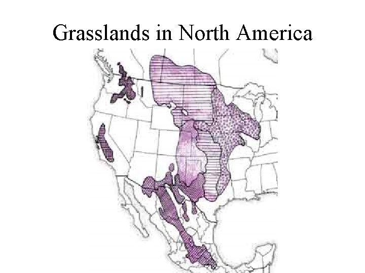 Grasslands in North America 