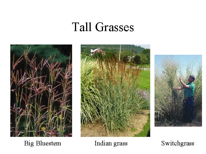 Tall Grasses Big Bluestem Indian grass Switchgrass 