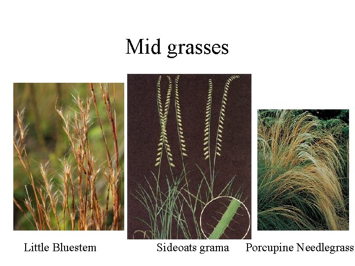 Mid grasses Little Bluestem Sideoats grama Porcupine Needlegrass 
