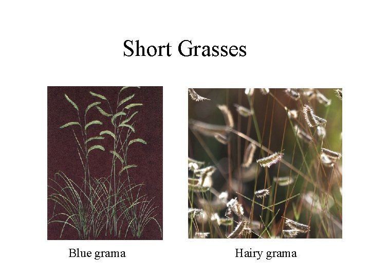 Short Grasses Blue grama Hairy grama 