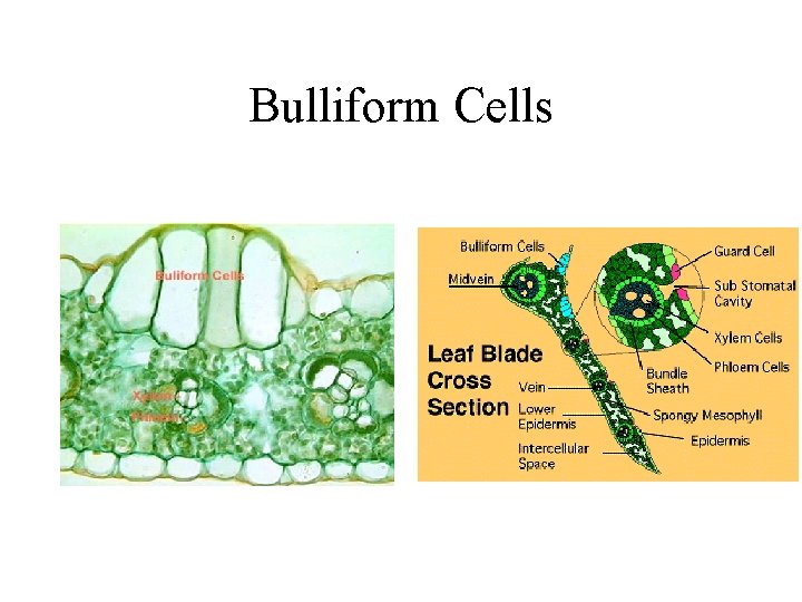 Bulliform Cells 