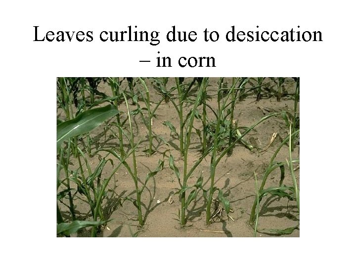 Leaves curling due to desiccation – in corn 