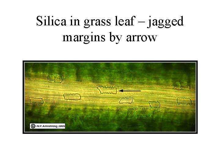 Silica in grass leaf – jagged margins by arrow 