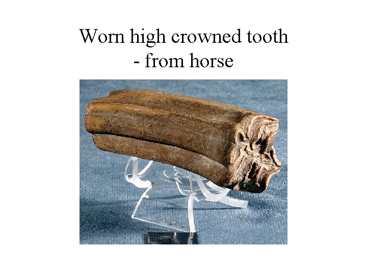 Worn high crowned tooth - from horse 