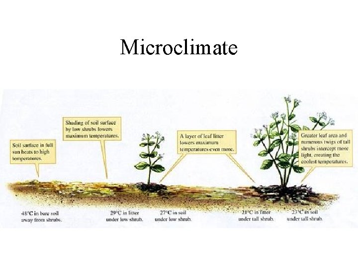 Microclimate 