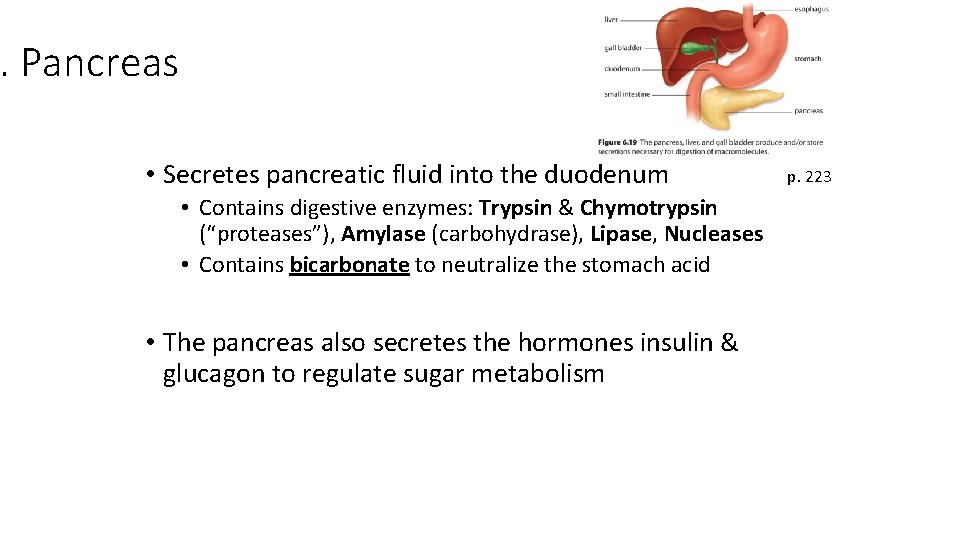 . Pancreas • Secretes pancreatic fluid into the duodenum • Contains digestive enzymes: Trypsin