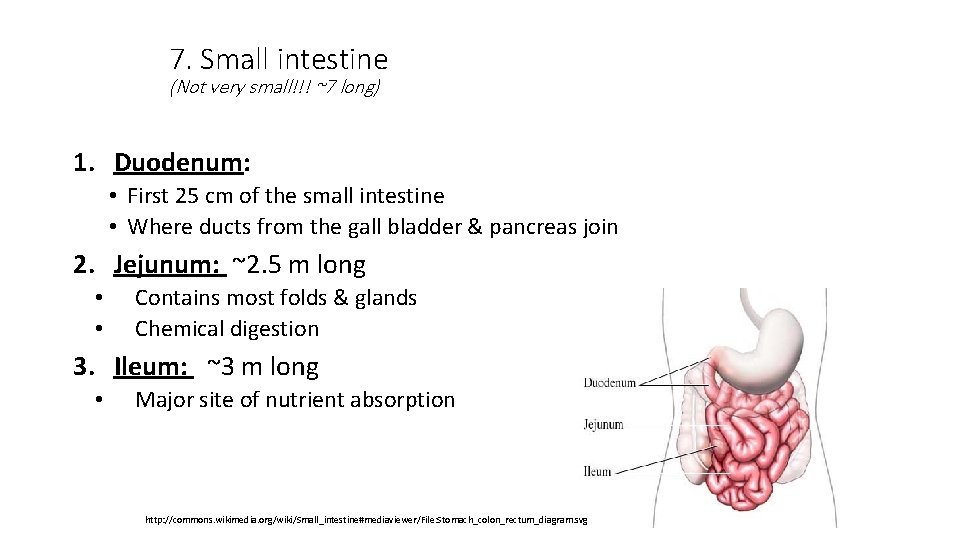7. Small intestine (Not very small!!! ~7 long) 1. Duodenum: • First 25 cm