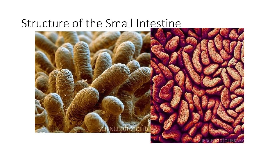Structure of the Small Intestine 