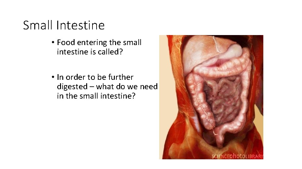 Small Intestine • Food entering the small intestine is called? • In order to