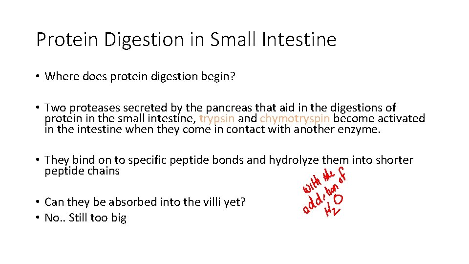 Protein Digestion in Small Intestine • Where does protein digestion begin? • Two proteases