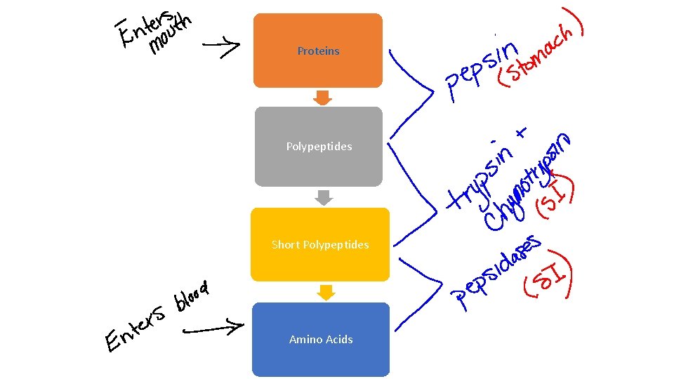 Proteins Polypeptides Short Polypeptides Amino Acids 