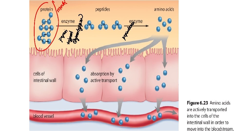 http: //www. mcgrawhill. ca/secondary/illustrati ons/books/Inquiry_into_Biology/full/unit_04/c hapter_06/F 6_23. jpg hapter_066_23 