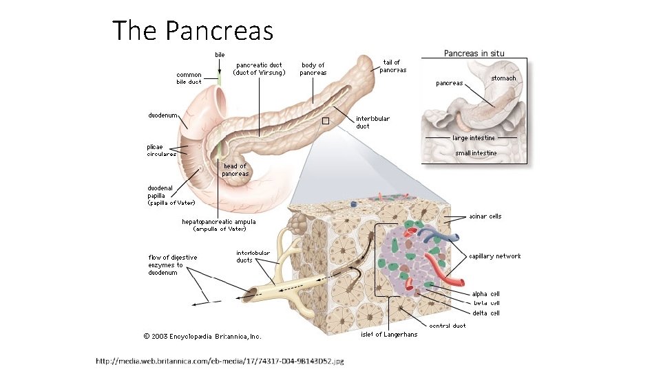 The Pancreas 
